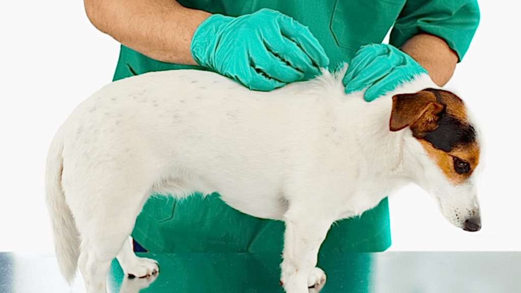 pire-ve-kene-olympos-vet-antalya