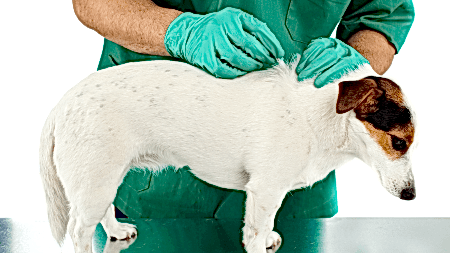 pire-ve-kene-olympos-vet-antalya