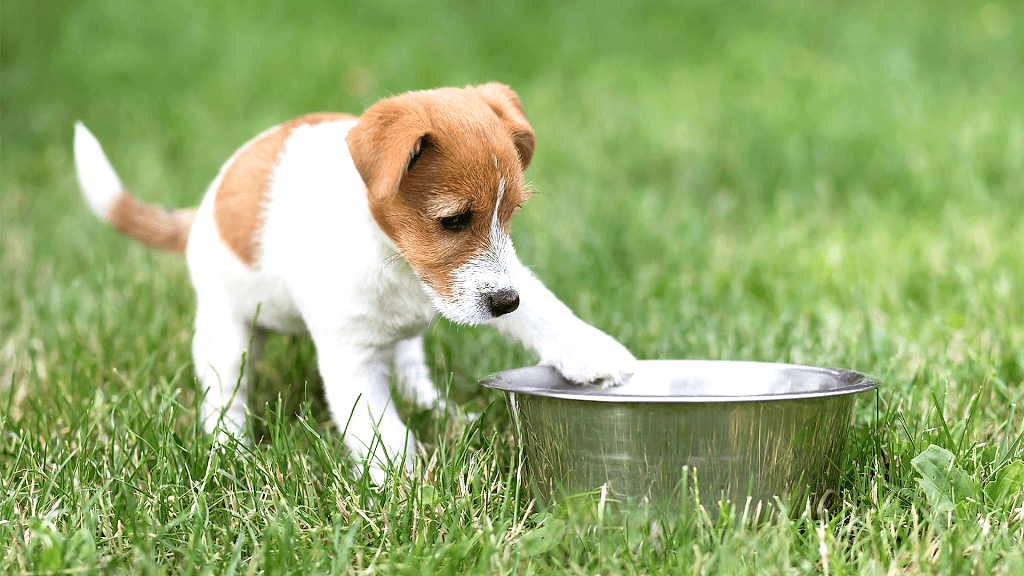 Köpeklerde beslenme - Olympos Vet Antalya Veteriner