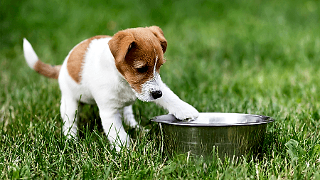 Köpeklerde beslenme - Olympos Vet Antalya Veteriner