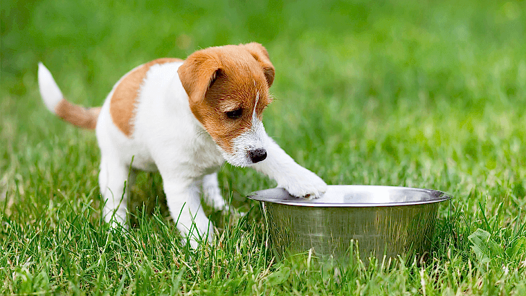 Köpeklerde beslenme - Olympos Vet Antalya Veteriner
