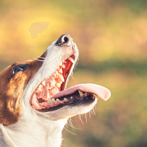 köpeklerde kötü ağız kokusu - olympos vet