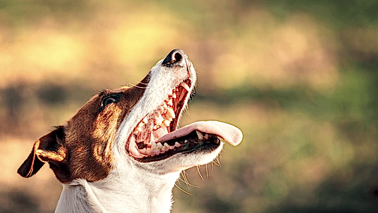 köpeklerde kötü ağız kokusu - olympos vet