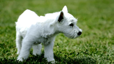 Yavru köpek seçimi ve ilk günler - akın kiremitçi-olympos vet-antalya veteriner