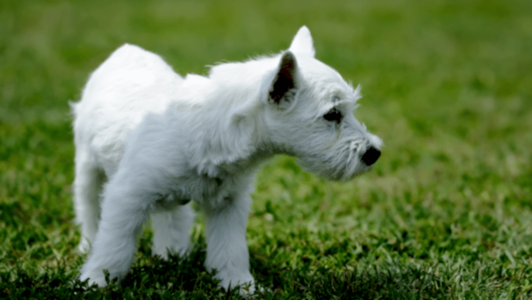 Yavru köpek seçimi ve ilk günler - akın kiremitçi-olympos vet-antalya veteriner